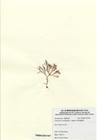 藏品(傘房龍鬚菜)的圖片